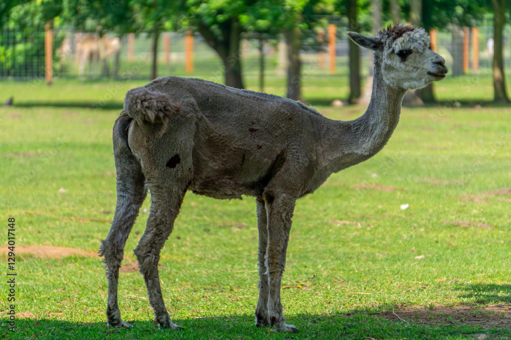 Fototapeta premium mammal, wild animal mountain llama standing sideways on green grass on a beautiful spring summer day