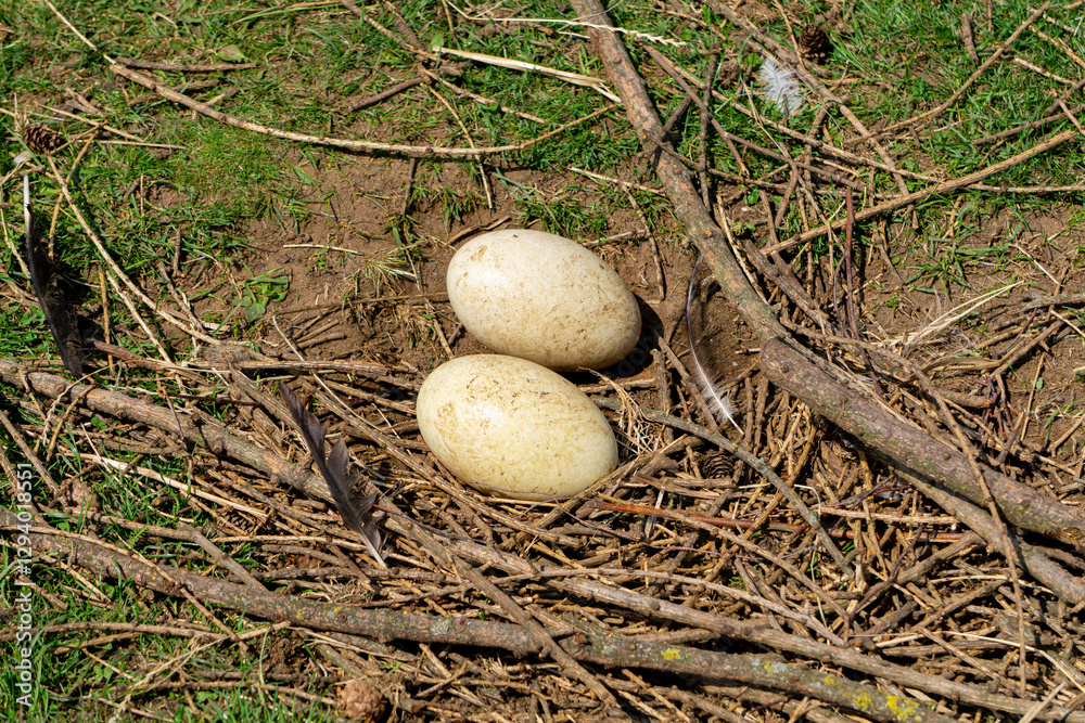 a nest for incubating eggs in natural conditions. large ostrich eggs lying on the ground a nest for incubating eggs in natural conditions. large ostrich eggs lying on the ground