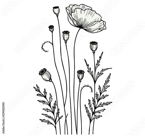 PNG Hand drawn poppy sketch, anemone buds flower, leaf, set of spring flowers vector, illustration outline drawing, buttercup botanical black and white line art, lineart leaves and stems in engraving