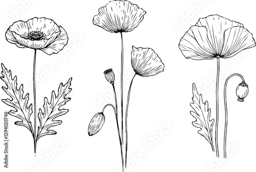 PNG Hand drawn poppy sketch, anemone buds flower, leaf, set of spring flowers vector, illustration outline drawing, buttercup botanical black and white line art, lineart leaves and stems in engraving