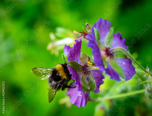 Bumblebee on a purple flower