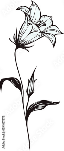 PNG, Hand drawn Morning Glory sketch, bluebell buds flower, leaf, set of bell flowers vector, illustration outline drawing, botanical black and white line art, lineart leaves and stems in engraving