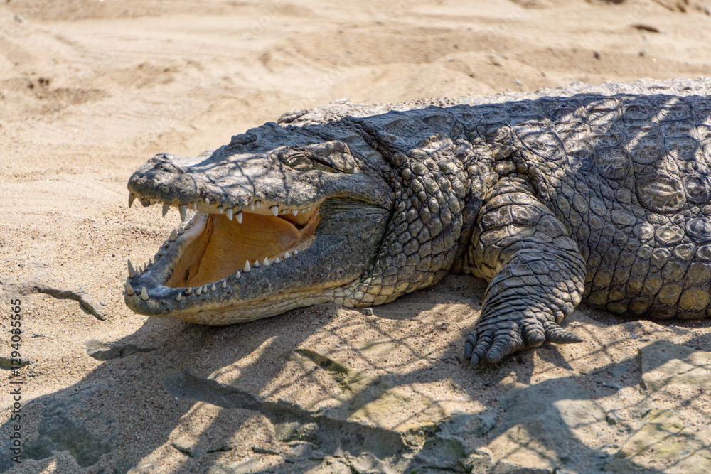 Nile crocodile, one of the most dangerous animals in the world, found in Africa. a powerful aggressive reptile while resting and basking on the sand. wild animal. Nile crocodile, one of the most dangerous animals in the world, found in Africa. a powerful aggressive reptile while resting and basking on the sand. wild animal.