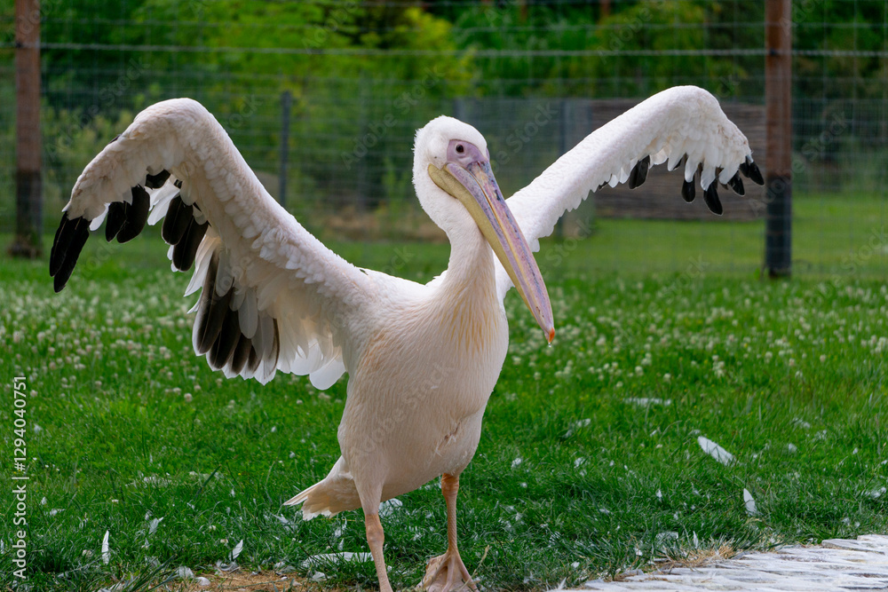 wild water bird pink pelican standing in the water while hunting for fish. beautiful huge bird with a big colorful beak in a body of water. portrait of a wild animal wild water bird pink pelican standing in the water while hunting for fish. beautiful huge bird with a big colorful beak in a body of water. portrait of a wild animal