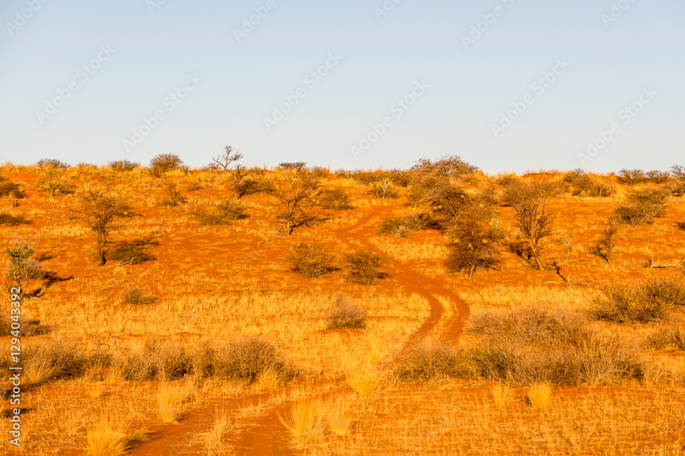 dirt road winding among sparse vegetation on dune red sand in Kalahari green desert countryside, near Hoachanas, Namibia