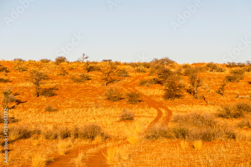 Obraz na płótnie dirt road winding among sparse vegetation on dune red sand in Kalahari green desert countryside, near Hoachanas, Namibia w salonie