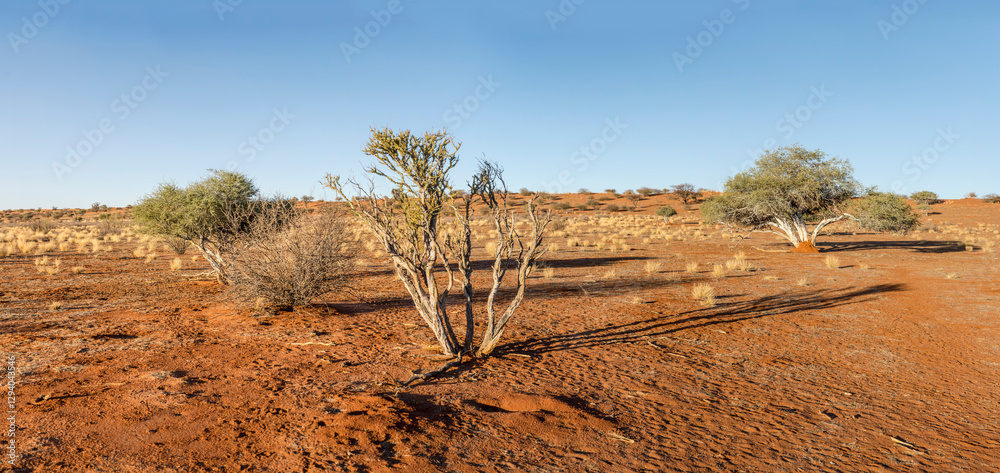 shrub vegetation on dune red sand in Kalahari green desert countryside, near Hoachanas, Namibia