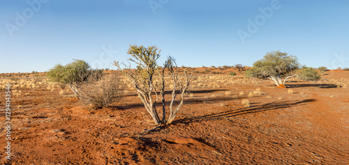 Obraz na płótnie shrub vegetation on dune red sand in Kalahari green desert countryside, near Hoachanas, Namibia w salonie