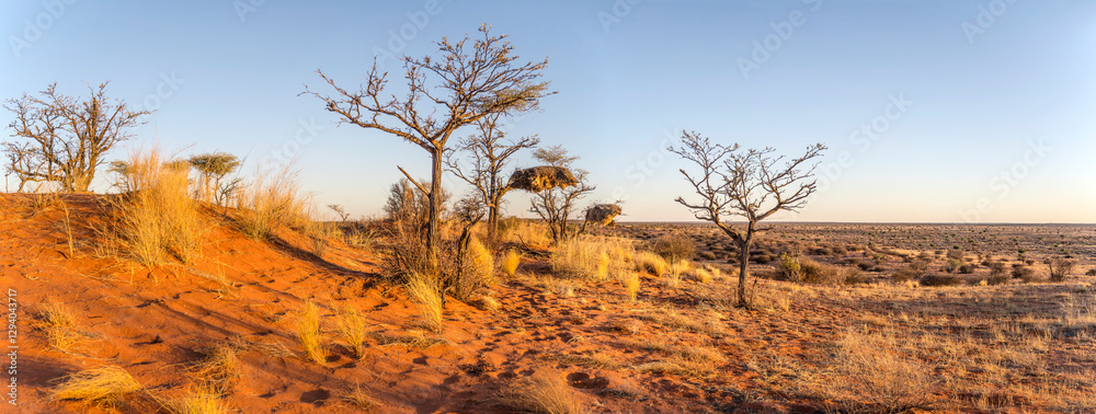 sunset light on trees with weaver nests at red sand dune in Kalahari green desert countryside, near Hoachanas, Namibia