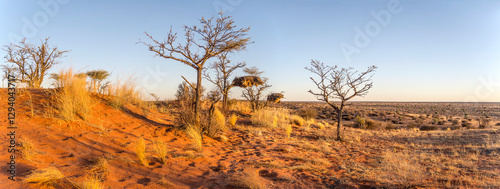Obraz na płótnie sunset light on trees with weaver nests at red sand dune in Kalahari green desert countryside, near Hoachanas, Namibia w salonie
