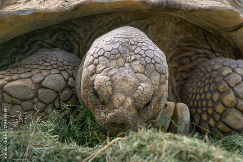 huge desert tortoise having a meal. portrait of a wild animal