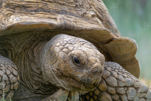 huge desert tortoise having a meal. portrait of a wild animal photo