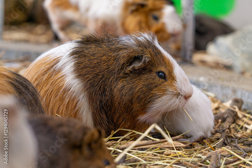 guinea pig portrait from the side