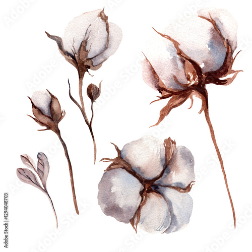 Cotton plant Branch with flowers Hand drawn watercolor illustration, isolated on white background
