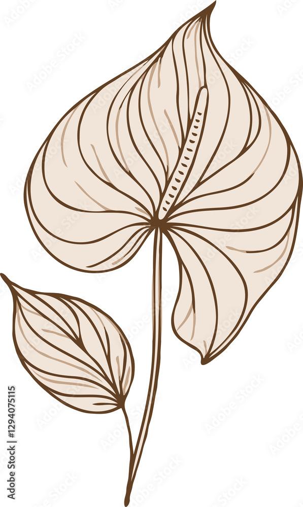 Fototapeta premium PNG, set of contour spring flowers Spathiphyllum, line art floral, outline leaves, stems, black and white illustration Anthurium, decorative elements of plants stylized Aglaonema, flower Calla