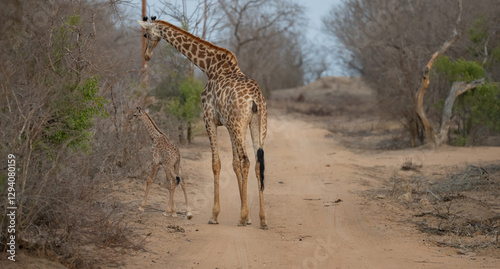 Afrikanische Tiere Giraffenkuh mit Jungtier Giraffenkalb im Busch vom Krüger National Park - Kruger Nationalpark Südafrika photo