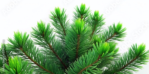 Lush Green Pine Branches Isolated on White - High-Resolution Stock Photo