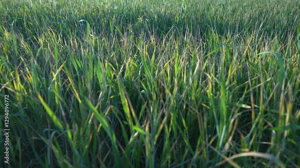 Agriculture. Sunset over a field of wheat and greens. Agriculture farm crop concept. Aerial view of a field of farm greens and. wheat. Field of wheat greens at. sunset. business agriculture concept.