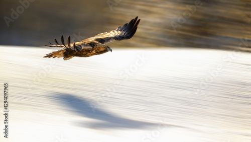 Golden eagle (Aquila chrysaetos), in flight in winter with panning background