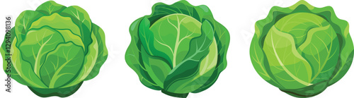 Set of Cabbage vector illustration on transparent background.