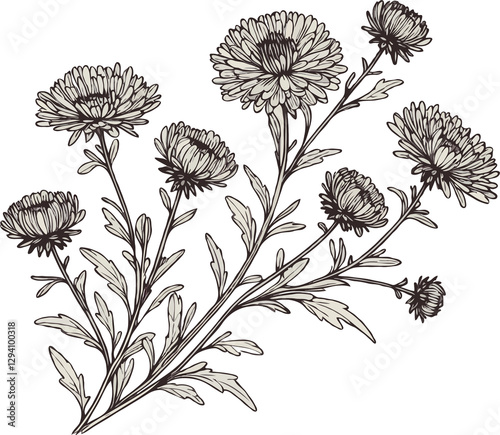 PNG, Hand drawn Aster, dahlia, chrysanthemum sketch flowers, illustration outline of a flower, black and white line art, lineart, set of contour flower, line art, leaves drawing