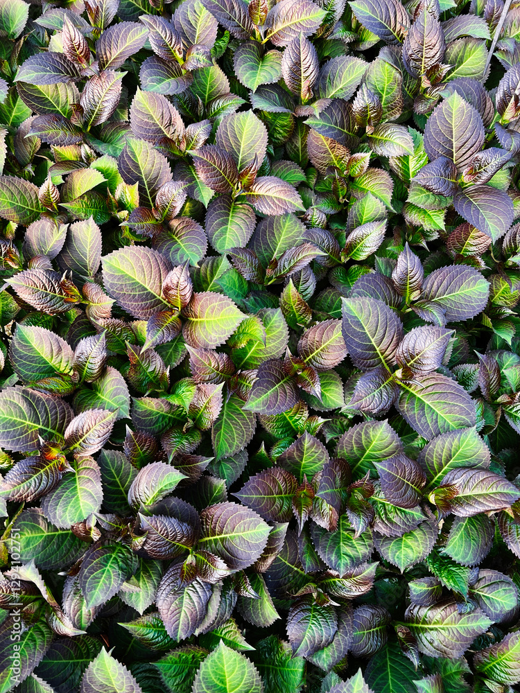 Obraz premium Close-up of green and purple leaves in a natural symmetrical pattern