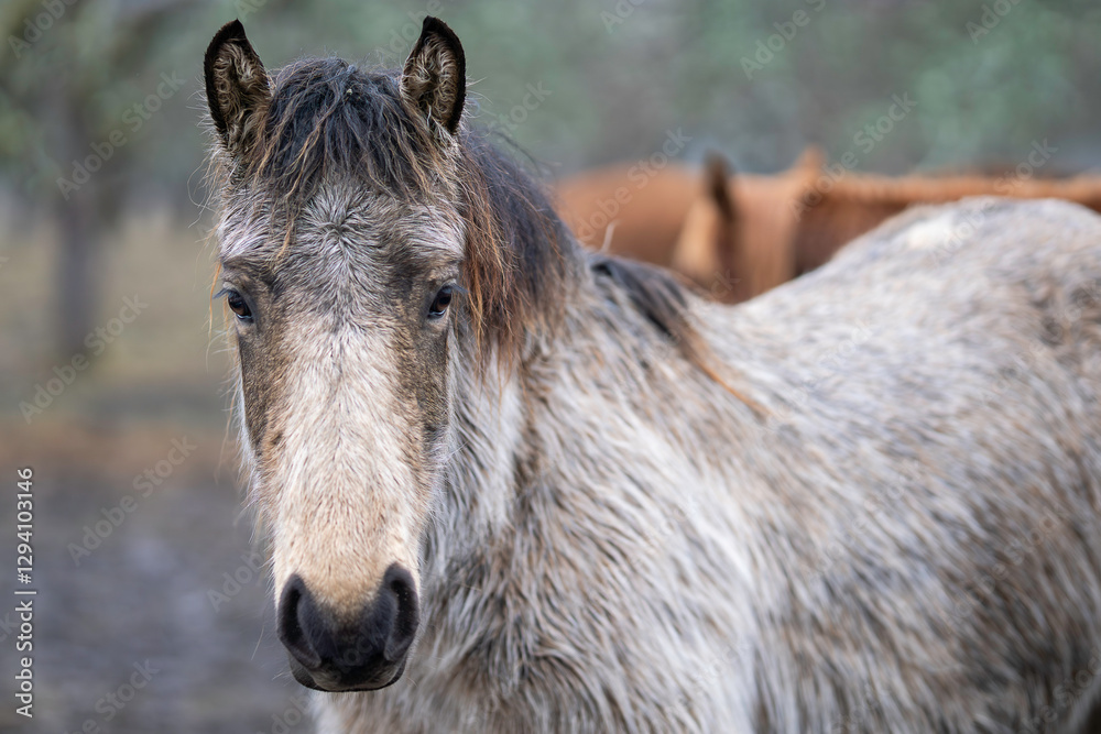 Estonian native horses (Estonian Klepper) in the apple orchard. Close up of silver buckskin  horse with withe blaze. Silver buckskin  horse in cloudy weather.  