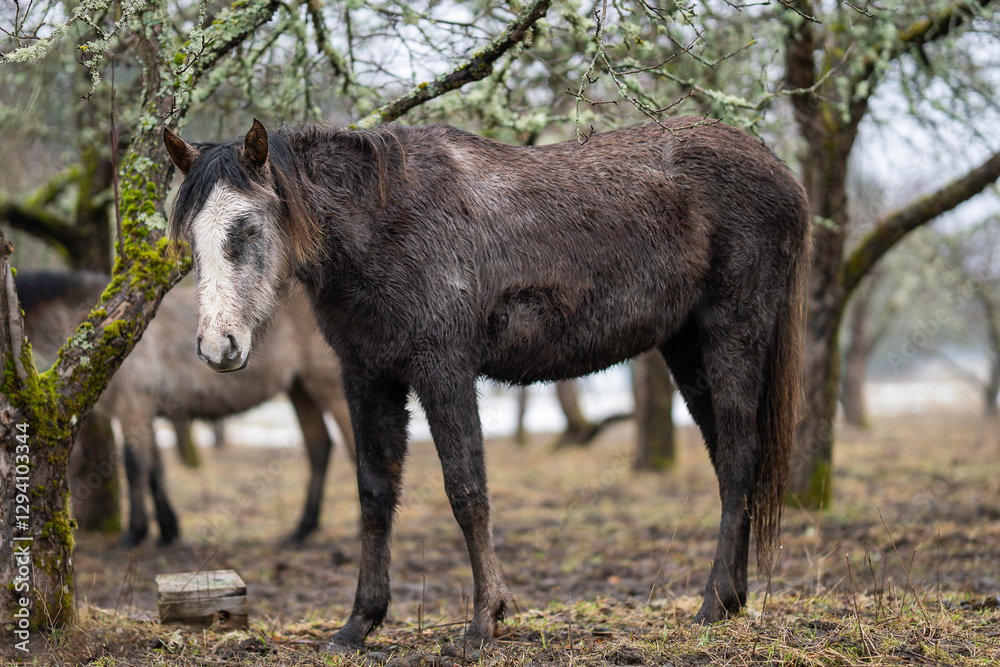 Seal brown horse in cloudy weather. Close up of seal brown horse with withe blaze and snip. Estonian native horses (Estonian Klepper) in the apple orchard. Seal brown horse in cloudy weather. Close up of seal brown horse with withe blaze and snip. Estonian native horses (Estonian Klepper) in the apple orchard.