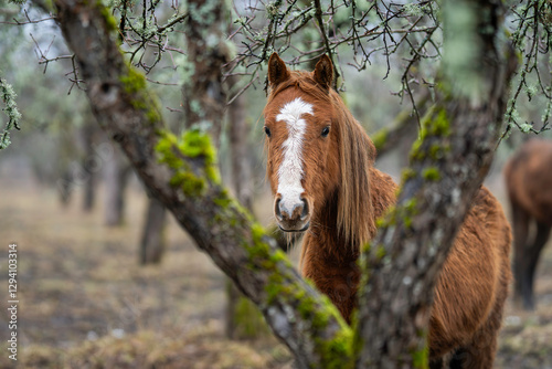 Chestnut horse in cloudy weather. Close up of chestnut horse with withe blaze and snip. Estonian native horses (Estonian Klepper) in the apple orchard. photo