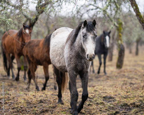Estonian native horses (Estonian Klepper) in the apple orchard. Close up of silver buckskin  horse with withe blaze. Silver buckskin  horse in cloudy weather.  
