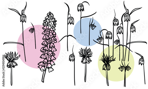 Hand drawn line art fritillaries on stems with blooms. Vector illustrations set of spring flowers. Elegant sketchy doodles of beautiful flowers. Graphic assets for print and online designs.