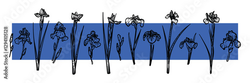 Hand drawn line art iris flowers on stems with blooms and leaves. Vector illustrations set of spring flowers. Elegant sketchy doodles of beautiful flowers. Graphic assets for print and online designs.