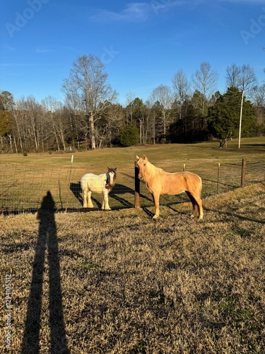 Εκτύπωση καμβά two beautiful horses gypsy vanner mare & Tennessee walking horse gelding standin
