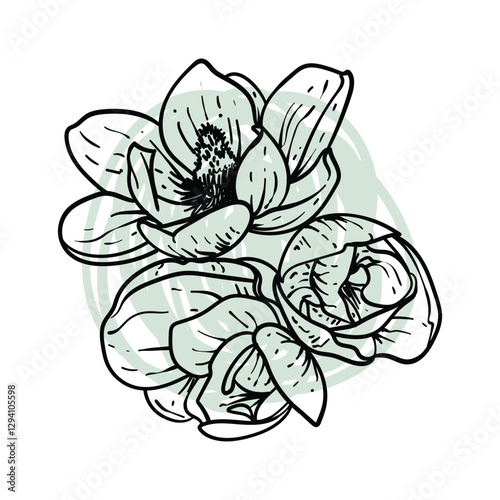 Hand drawn line art magnolias in bloom top view. Vector illustration of spring flowers. Elegant doodle of beautiful flowers on green sketched background. Graphic assets for print and online designs.