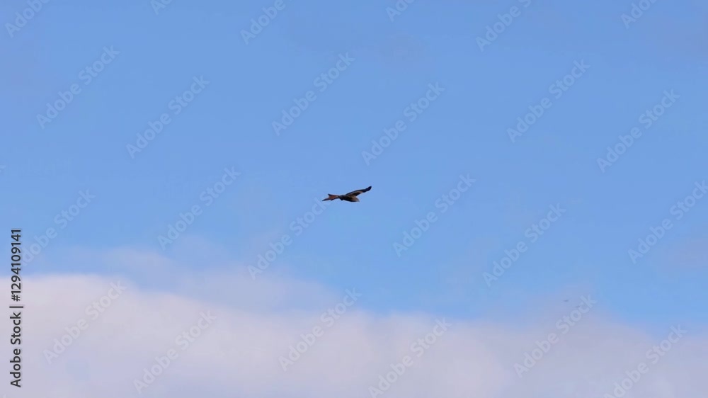 Red Kite (Milvus milvus) in flight in slow motion Red Kite (Milvus milvus) in flight in slow motion