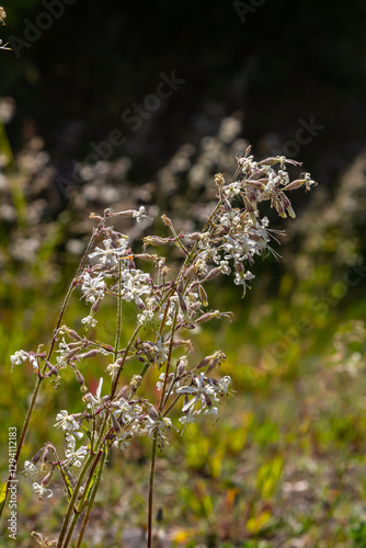 Silene nutans, Nottingham Catchfly, Caryophyllaceae. Wild plant shot in summer photo