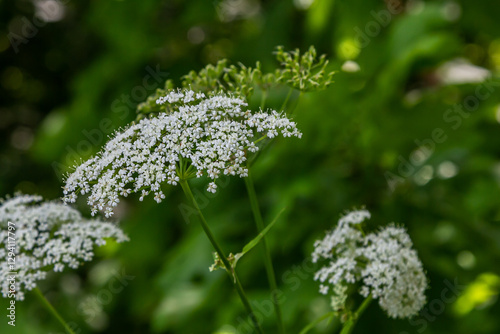 white inflorescence and green leaves of Aethusa cynapium plant