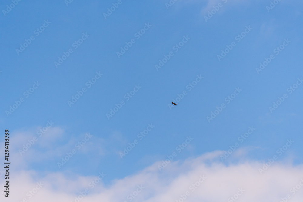 Falco tinnunculus pertenece a la familia Falconidae. Falco tinnunculus pertenece a la familia Falconidae.