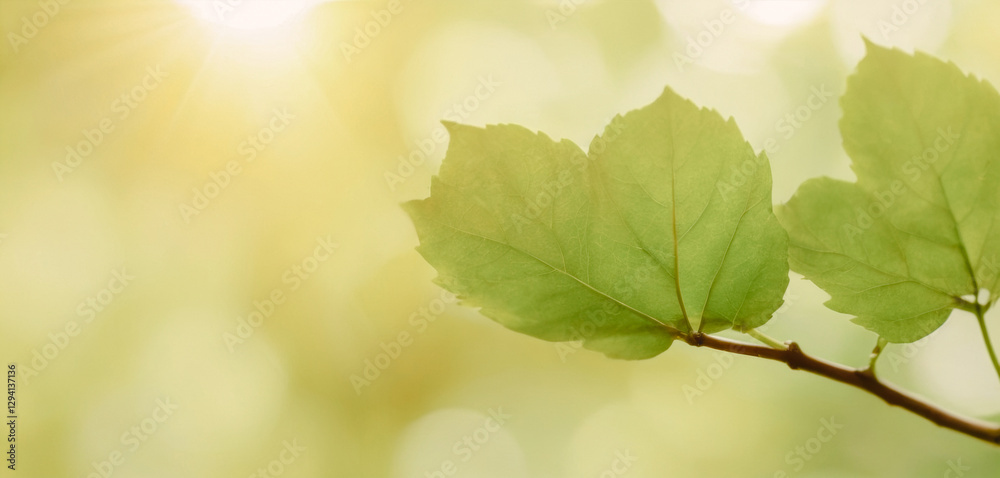 a peaceful leaf bokeh background wallpaper, offering a serene and refreshing visual that promotes focus and relaxation. a peaceful leaf bokeh background wallpaper, offering a serene and refreshing visual that promotes focus and relaxation.