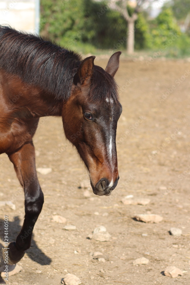 Fototapeta premium Horse. Brown horse on a farm. Horse eats. Beautiful Horse portrait of a horse