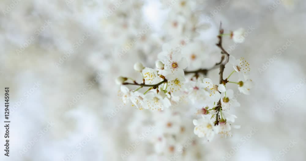 A detailed shot of vibrant cherry blossoms, showcasing the beauty of spring flowers. A detailed shot of vibrant cherry blossoms, showcasing the beauty of spring flowers.