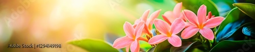 Vibrant pink frangipani flowers bloom in a tropical garden bathed in golden sunlight.