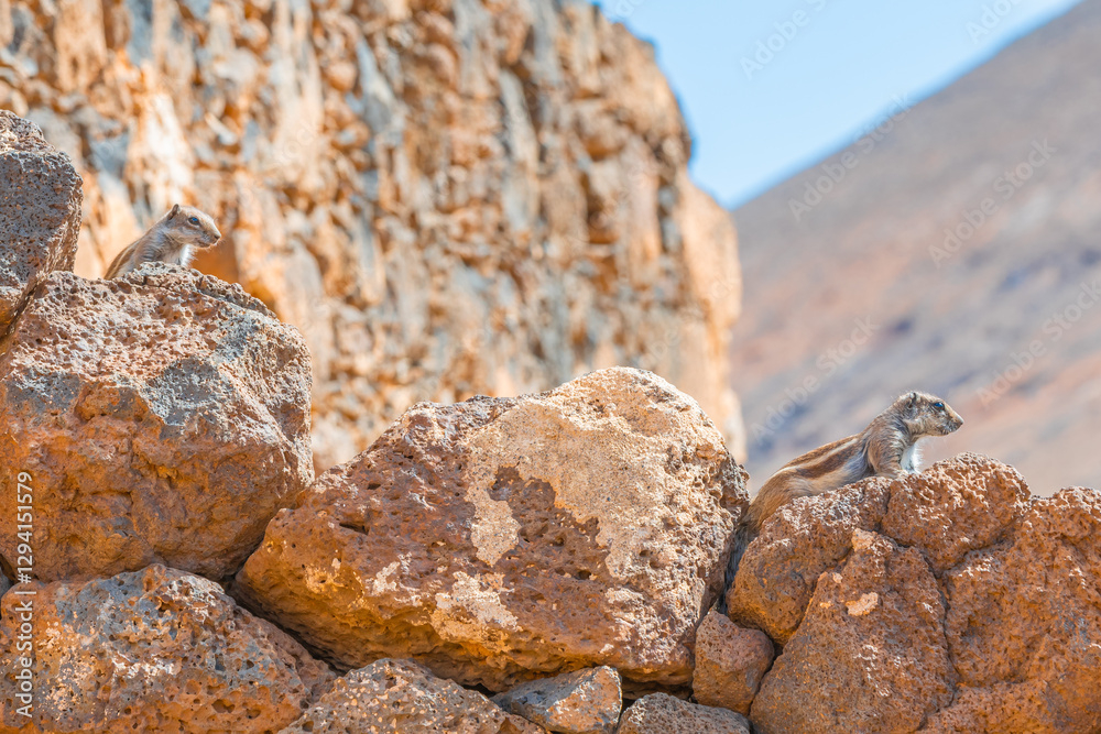 Φωτογραφία Ecureuil de Barbarie sur l'île de Fuerteventura aux Canaries, Espagne