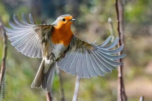 Un pettirosso (Erithacus rubecula) si avvicina in volo frontale con le ali ripiegate.