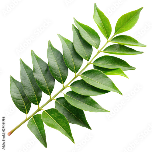 Wallpaper Mural Curry leaves nutrition health benefits and traditional uses of this aromatic Indian herb
 Torontodigital.ca