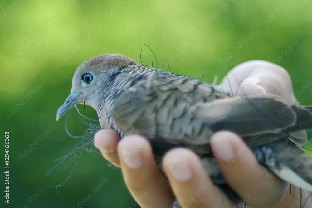 Fototapeta premium Save Birds Life That Caught in Nets,Gentle Handling of a Bird Entangled in Strings Against a Green Background