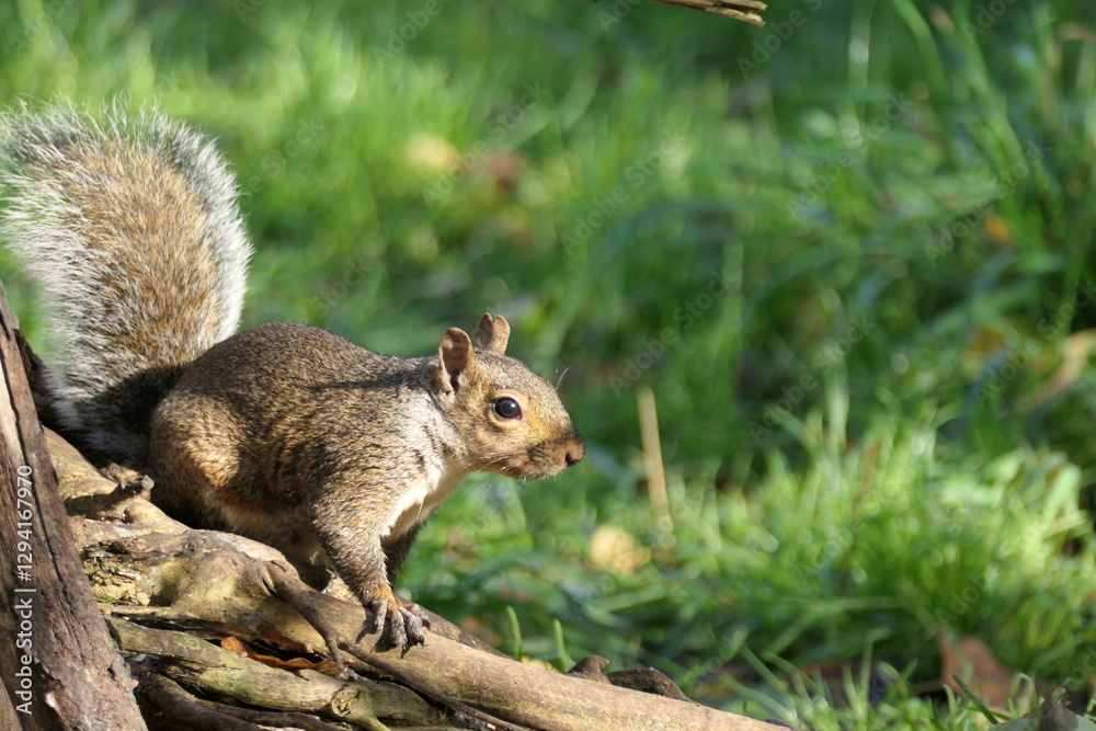 Naklejka premium squirrel on a tree
