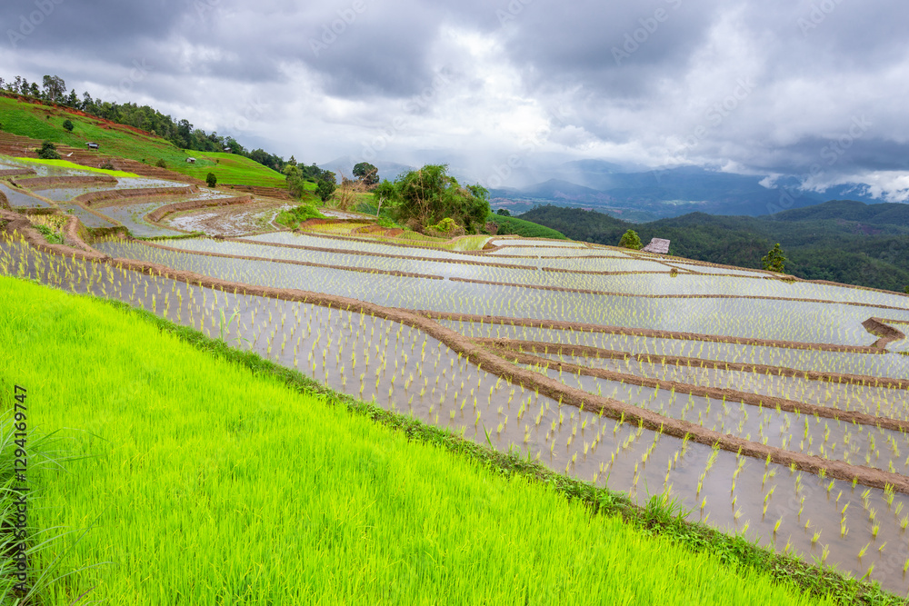 Fototapeta premium Green rice terraces at Ban Pa Bong Piang and farmer's huts at the beginning of the mid-year rice planting season in Mae Chaem District, Chiang Mai