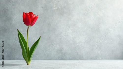 A single vibrant red tulip stands elegantly against a neutral gray backdrop, offering a minimalist floral image perfect for various design applications.