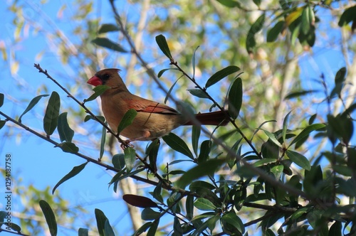 Female cardinal bird on tree in Florida nature